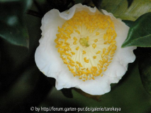 otahaku (ghi)