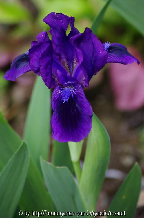 tiefviolett mit blauem Bart