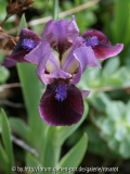 rotviolett mit blauem Bart