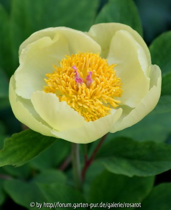 Päonia daurica ssp. mlokosewitschii