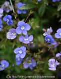 Ver. ped. Georgia Blue