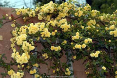 Rosen 08