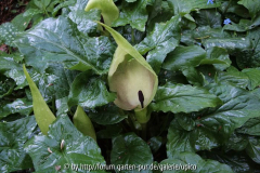 Arum2008IMG_2183ajpg.jpg