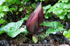 Arum2008IMG_2180ajpg.jpg