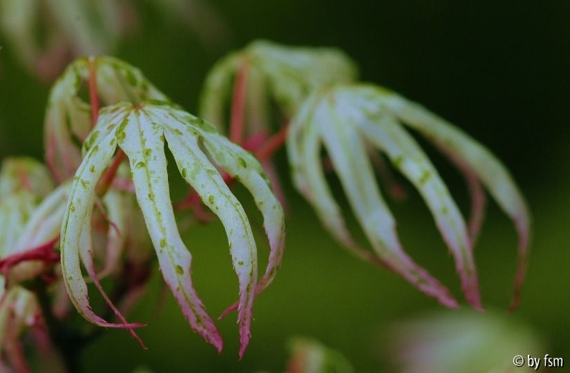 Acer