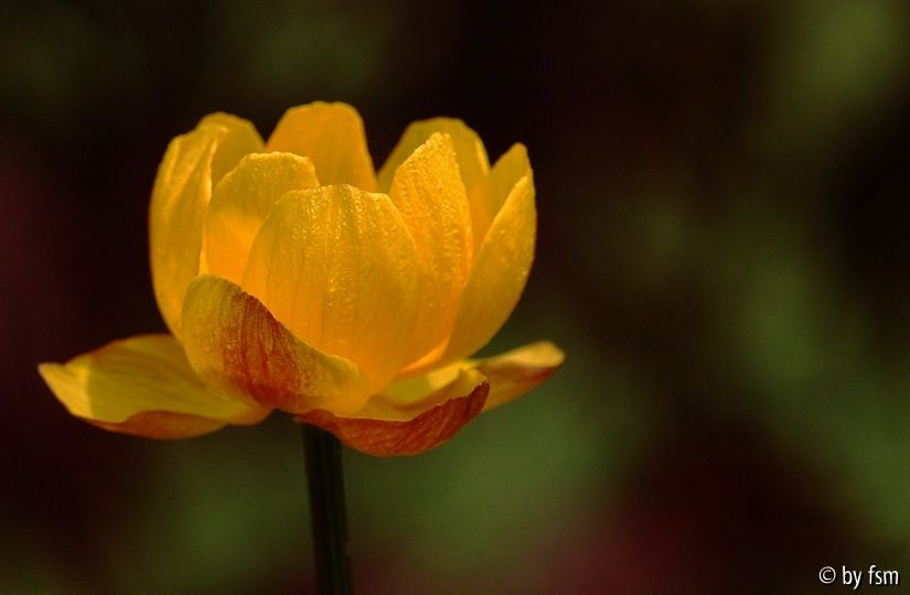Trollius