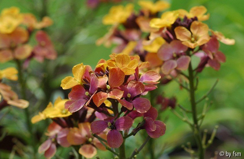 Erysimum