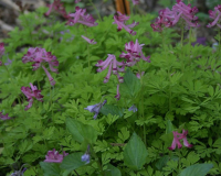 Corydalis bushii