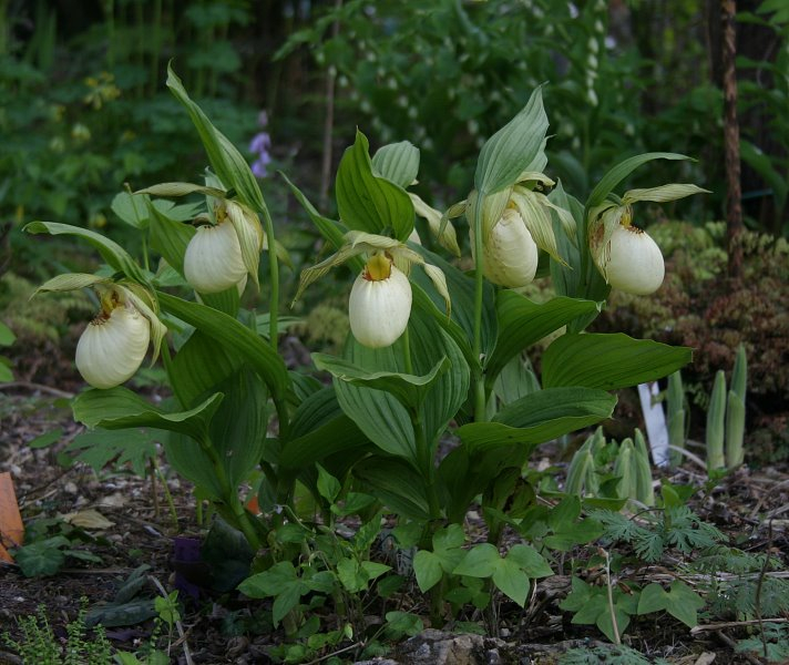 Cypripedium fasciolatum - Stock 2008