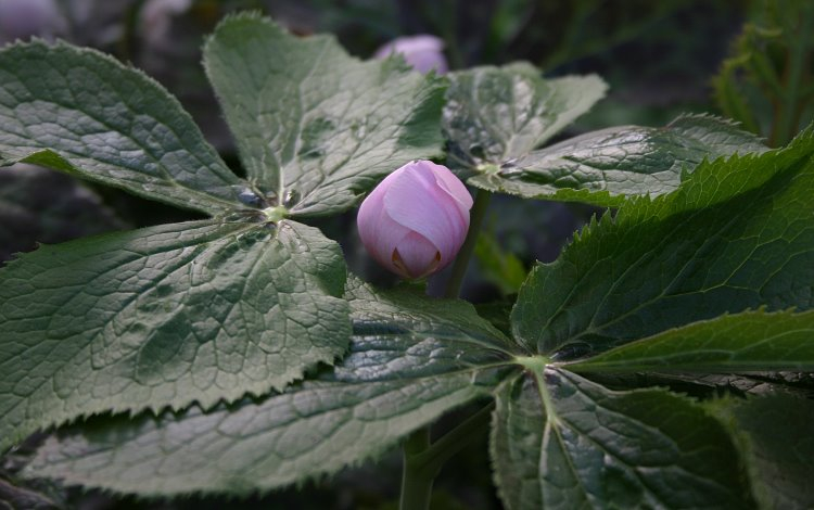 Podophyllum hexandrum - rosa