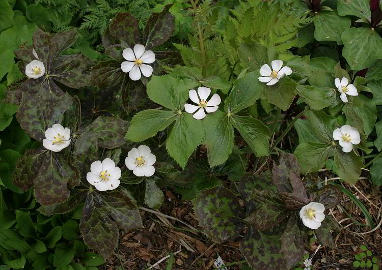 Podophyllum hexandrum