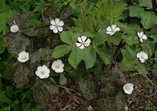 Podophyllum hexandrum