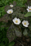 Podophyllum hexandrum