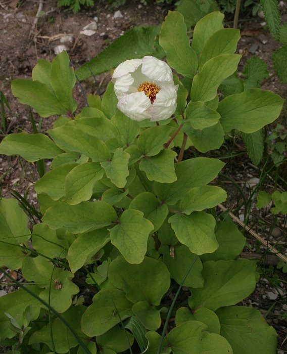 Paeonia daurica ssp mlokosewitchii - creme