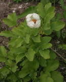 Paeonia daurica ssp mlokosewitschii