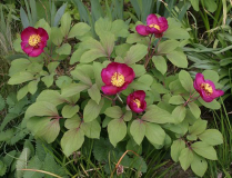 Paeonia daurica ssp. mlokosewitschii