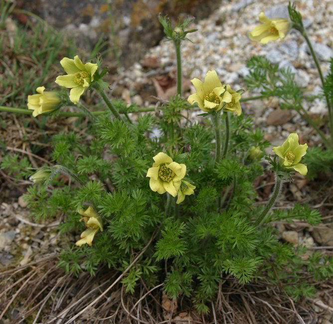 Pulsatilla albana