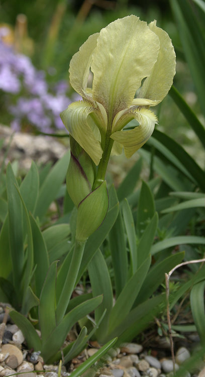 Iris reichenbachii - gelb