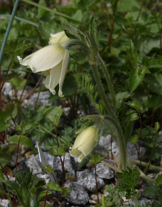 Pulsatilla albana - creme