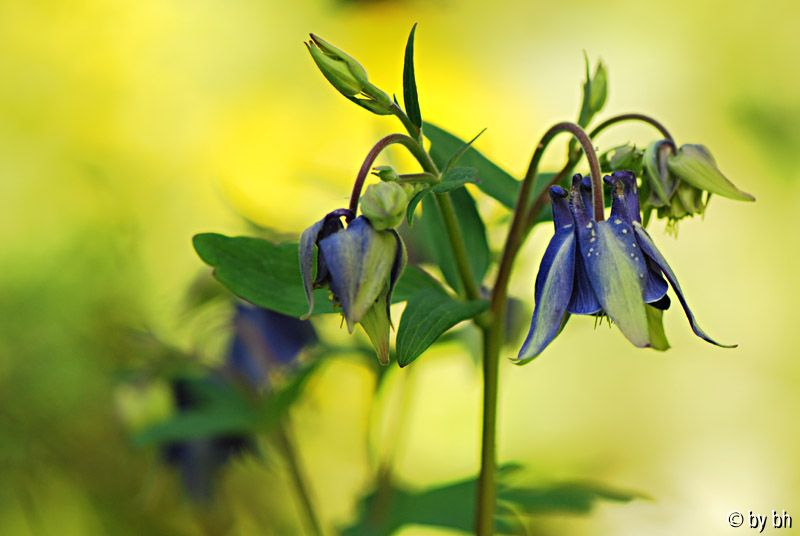 grün blauer Akeleisämling