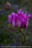 P.rockii rosaviolett