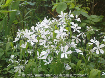 phlox unbekannt 2.jpg