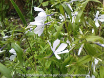 phlox falsch benannt 1.jpg