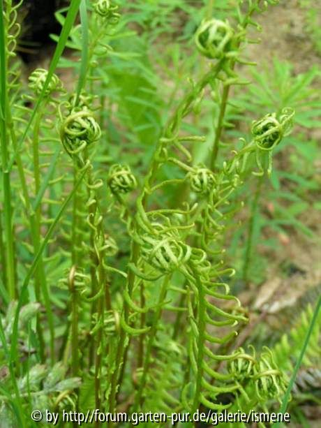 Polystichum acrostichoides