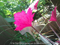 heuchera frosted violet im licht.jpg