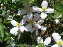 clematis montana.jpg