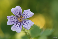 Geranium Stephanie
