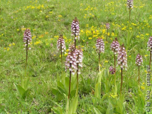 Knabenkräuter-Wiese