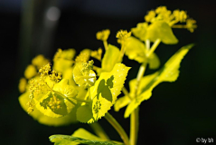 Smyrnium perfoliatum