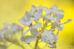 Lunaria annua Alba Variegata