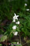 Epimedium youngianum