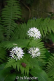 Bärlauchblüte