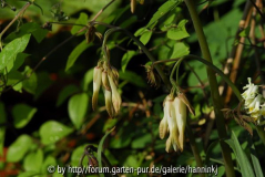 Dicentra macrantha 1