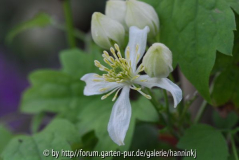 Clematis trichotoma