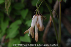 Dicentra macrantha 3