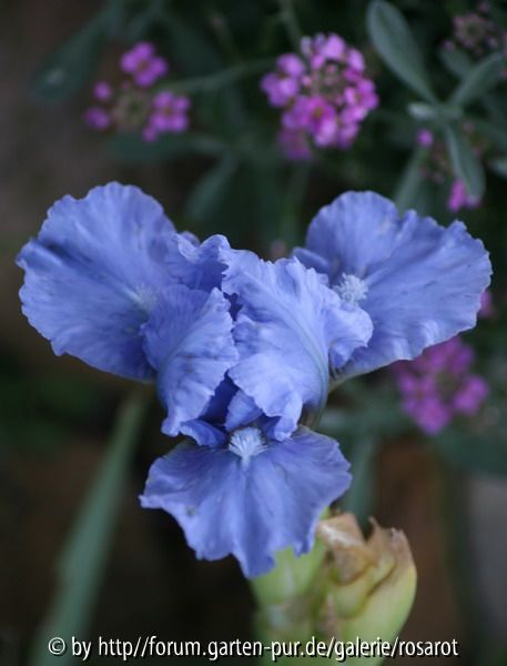Bay Ruffles