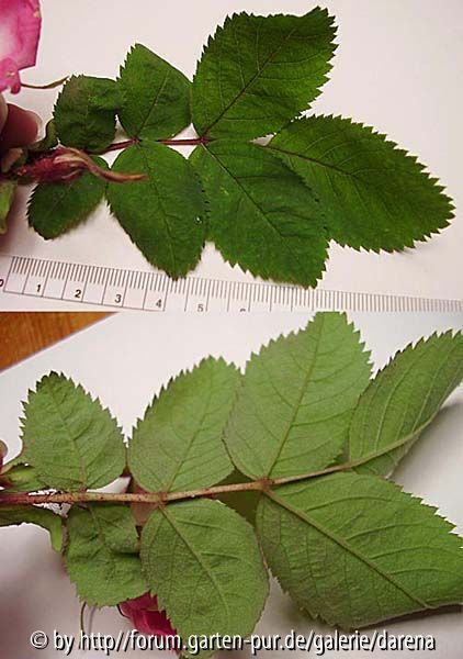 rosa sp blätter