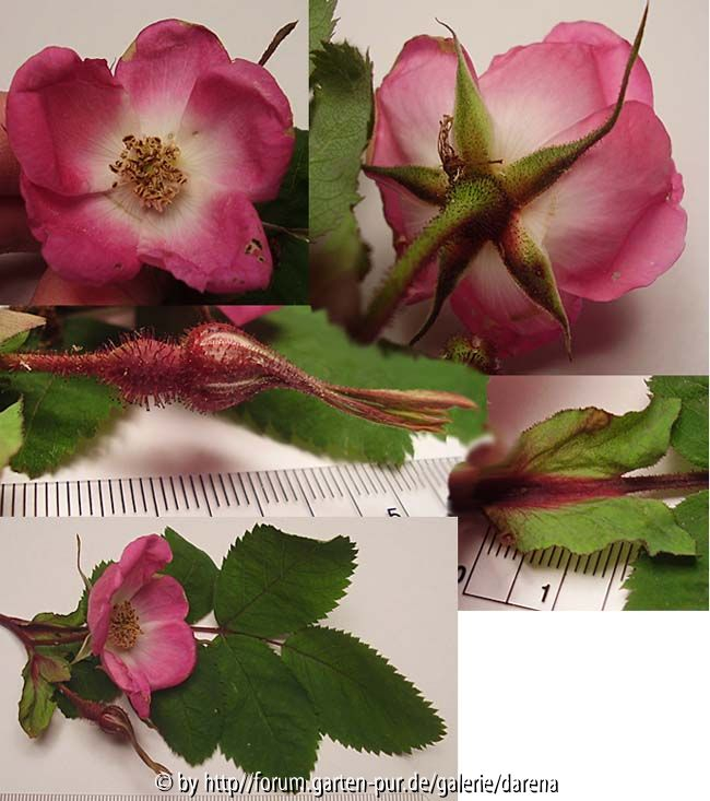 rosa sp detail