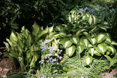 Hosta2008IMG_2209jpg.jpg