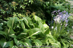 Hosta2008IMG_2208jpg.jpg