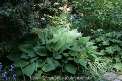 Hosta2008IMG_2207jpg.jpg