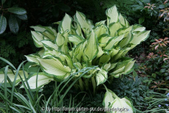 Hosta2008IMG_2205jpg.jpg