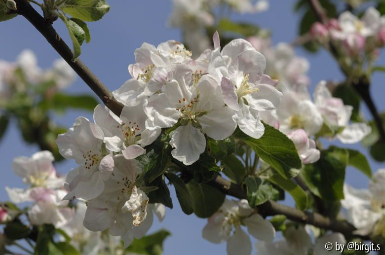 Apfelblüten
