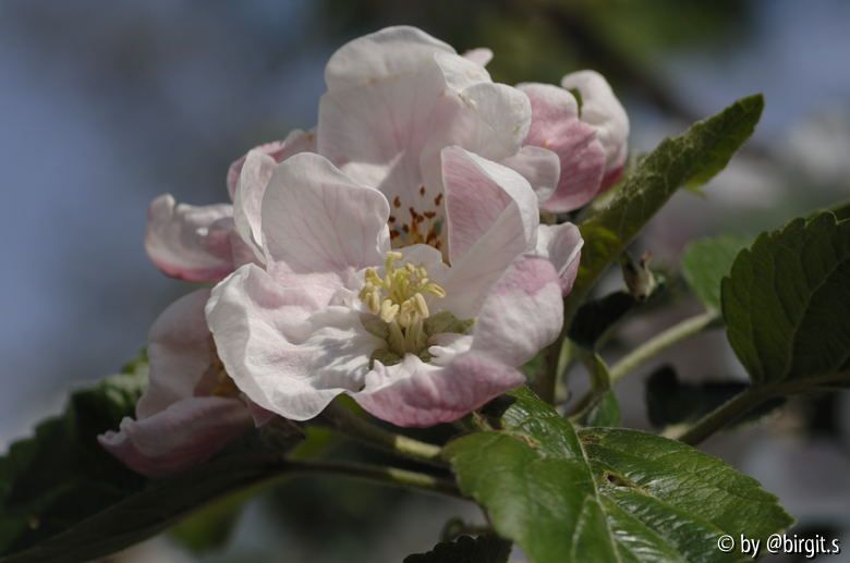 Apfelblüten II