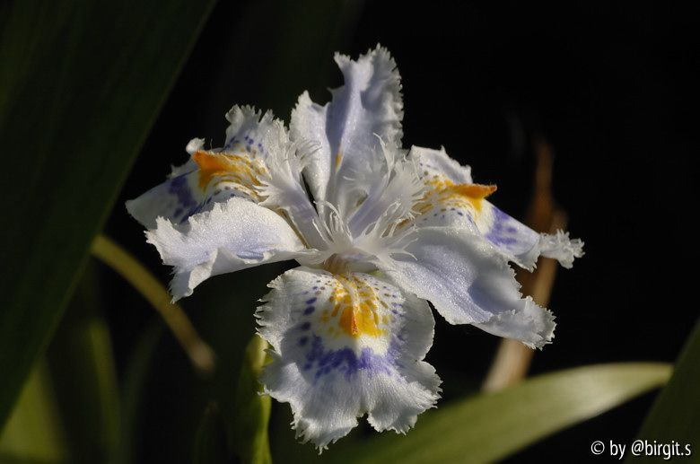Dietes