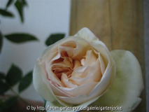 IMG_2762 (Small).JPG